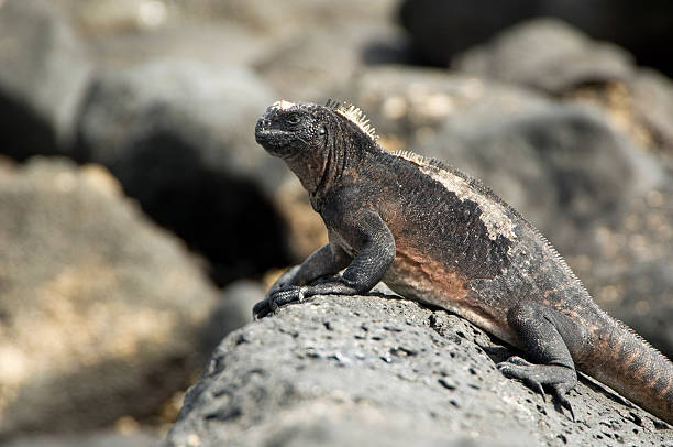 istock Marine Iguana sunbathing, Galapagos Islands 619734176