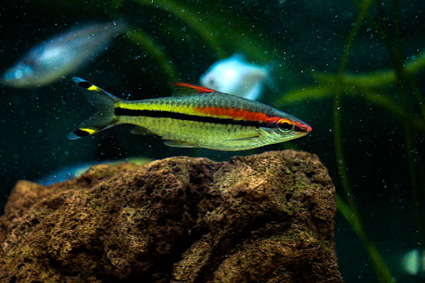 istock Beautiful fish in the aquarium 619734518