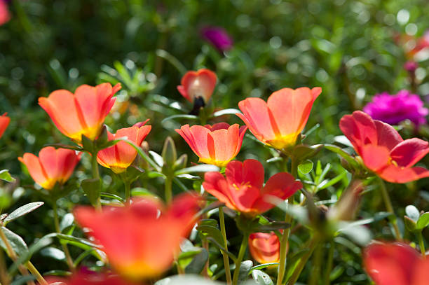 Cтоковое фото Красивые красочные цветы, Portulaca oleraceae.