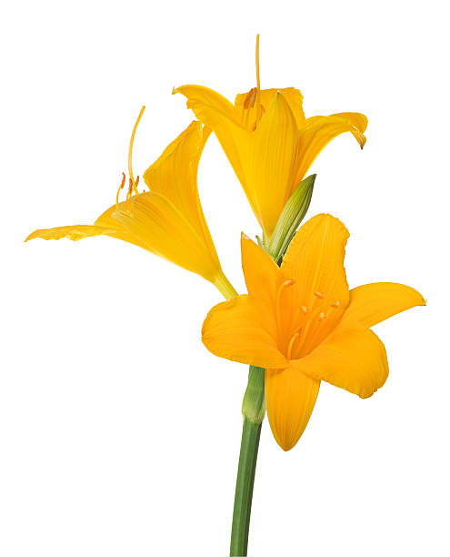 istock yellow lily flower with three blooms on white 619735806