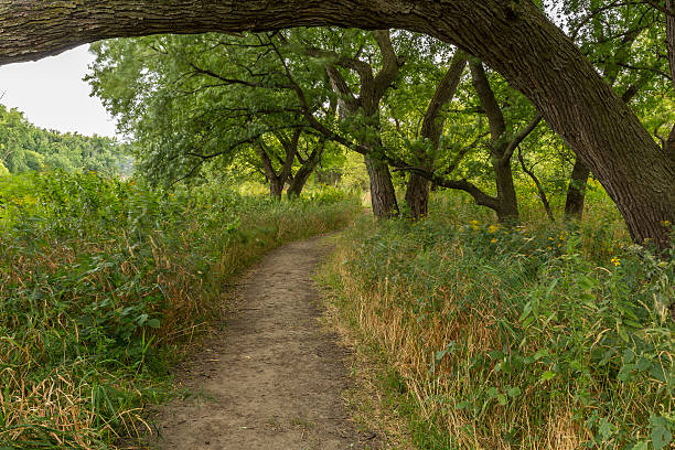 istock Breezy Trail In The Woods 619736184