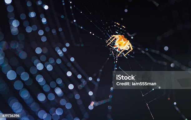 Spider On The Web Focus Selected Stock Photo - Download Image Now - Animal, Animal Markings, Arachnid