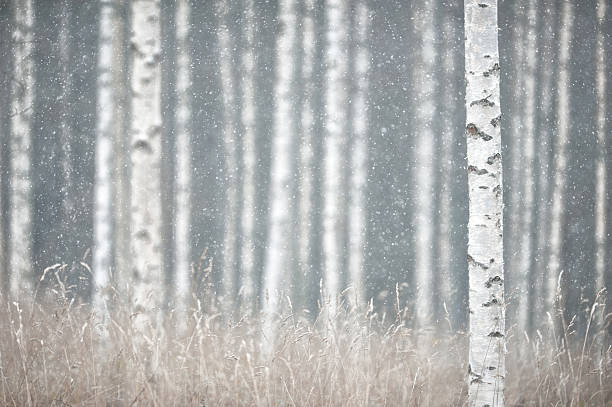 nevicata nella foresta - snow loneliness tree remote foto e immagini stock