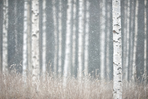 Snowing in the forest