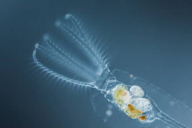 microscopic organism rotifera Stephanoceros fimbriatus