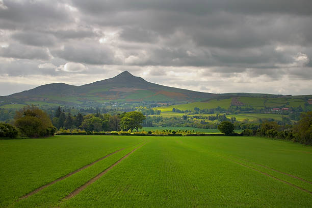 istock Vibrant green meadows in Ireland with typical hills background 619738208