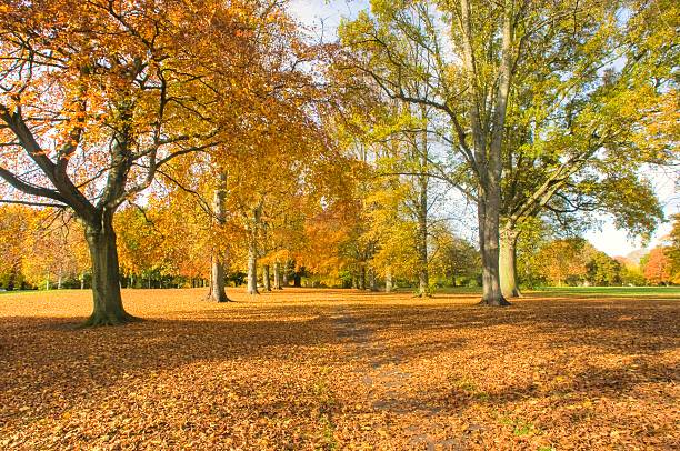 Autumn in Abington Park