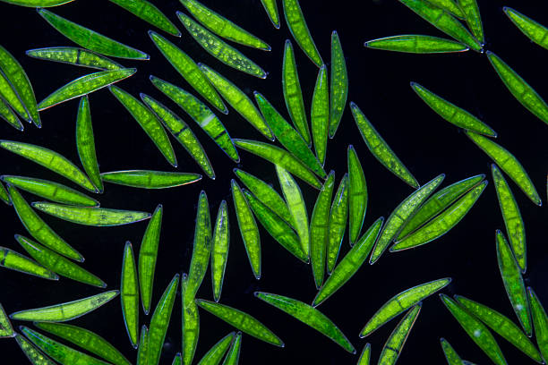 istock microscopic organism Chlorophytes Desmidiaceae Closterium spec. 619738658