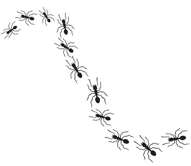ilustrações de stock, clip art, desenhos animados e ícones de ants traveling in a row - colony swarm of insects pest animal
