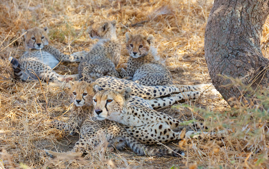 Mother Cheetah and Cubs 