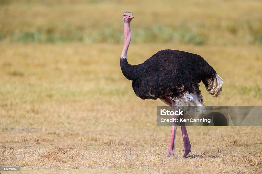 Male Ostrich, Ngorongoro Crater, Tanzania Africa Male Ostrich  Ostrich Stock Photo