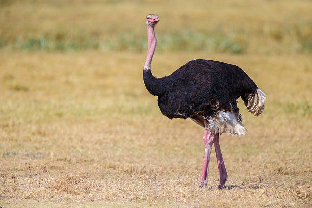 Male Ostrich, Ngorongoro Crater, Tanzania Africa Male Ostrich  ostrich stock pictures, royalty-free photos & images