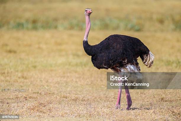 Male Ostrich Ngorongoro Crater Tanzania Africa Stock Photo - Download Image Now - Ostrich, Savannah, Africa