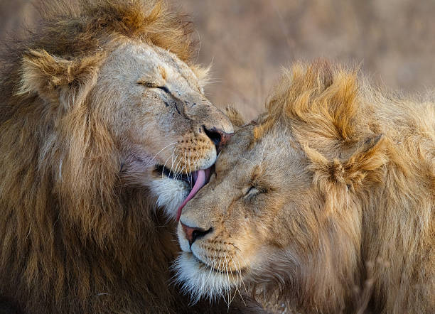 acicalamiento de leones en el cráter de ngorongoro, tanzania, áfrica - tanzania fotografías e imágenes de stock