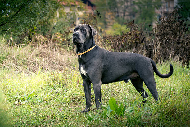 istock Dog corso-Italian mastiff 619742660