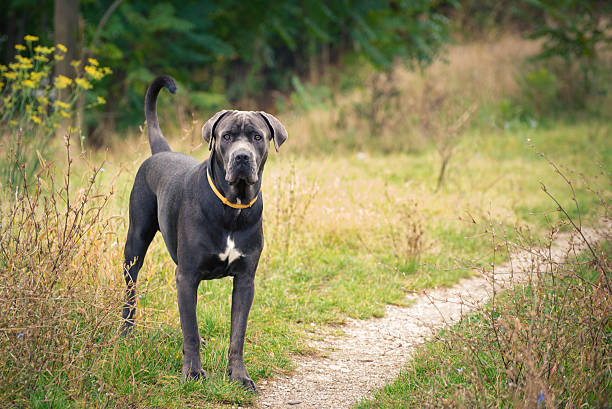 istock Dog corso-Italian mastiff 619743018