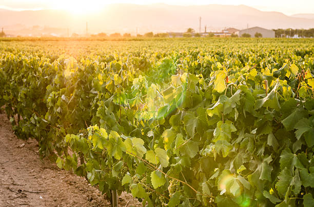 istock vine vineyard bokeh flare grape horizontal orange penedes yellow row 619744156