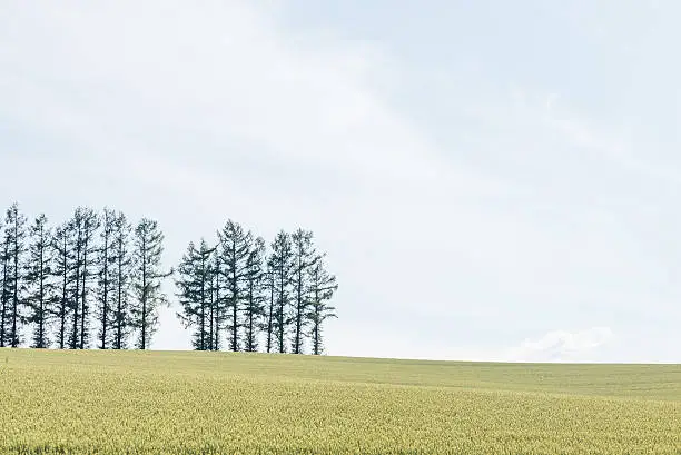 Photo of Hill of the wheat field