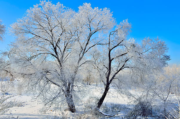 istock Sunny winter day in the forest. 619746094