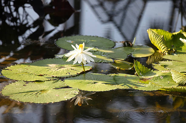 istock Multicolored flowers lilies grow in the water 619746486