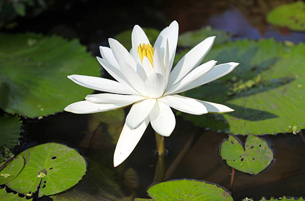 istock Multicolored flowers lilies grow in the water 619746632