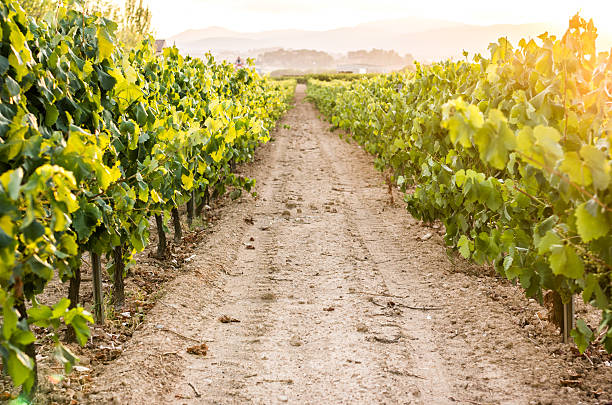istock vine vineyard bokeh flare grape horizontal sun orange penedes colour 619746692