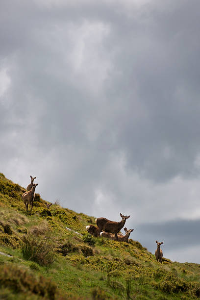 istock Herd of deers standing and feeding in the Irish meadows 619746896