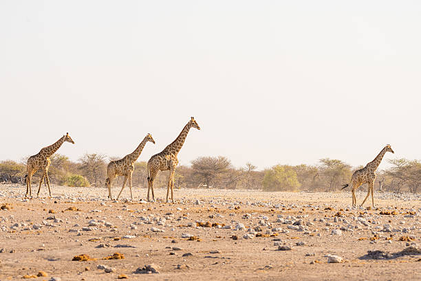 giraffen zu fuß in etosha nationalpark, namibia, afrika - animal animal neck cute safari animals stock-fotos und bilder