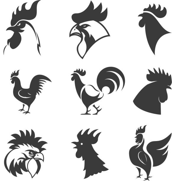 수탉 아이콘 의 집합입니다. 닭 머리. 디자인 요소 - 어린 수탉 stock illustrations