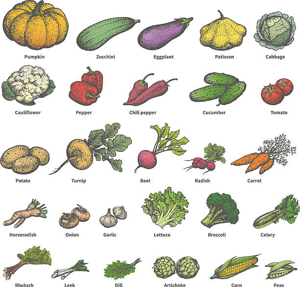Vector big set different colored ripe vegetables Vector illustration of a big set of different colored ripe vegetables with names. On an isolated white background. Drawing hand-drawn sketch doodle. Vintage retro style. The concept of dietetic foods. radish art drawing stock illustrations