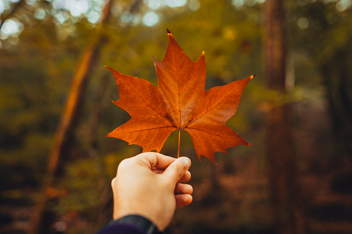 A hand holding a maple leaf with autumn tones