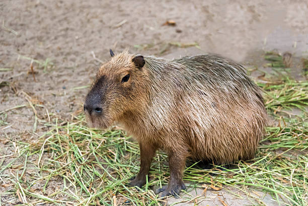 istock Capybara Hydrochoerus hydrochaeris sitting on the grass ground. 619753310