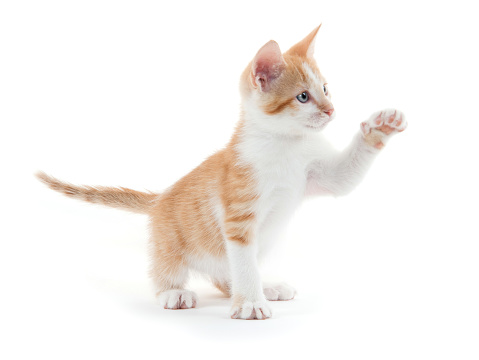 cute yellow and white kitten isolated on white background