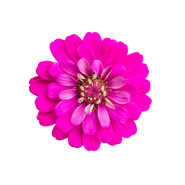istock Pink flower isolated on white background 619754268