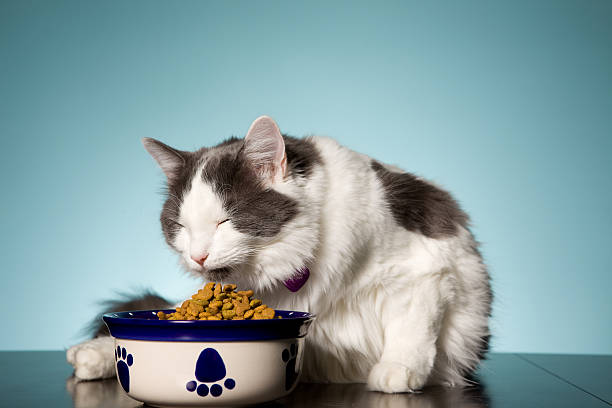 Beautiful Cat Smelling Her Foos A beautiful white and gray cat with her eyes closed taking a sniff of her dish of food. cat sniff stock pictures, royalty-free photos & images