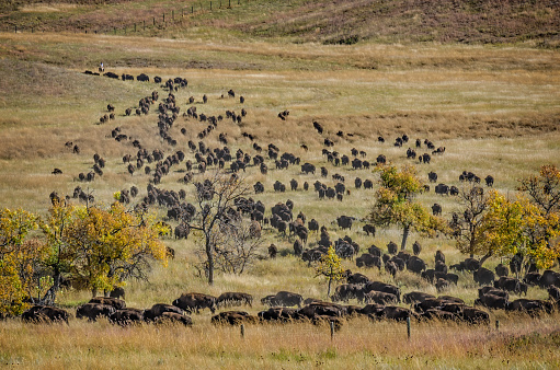 Buffalo in South Dakota © 2016 by Ronald Berg