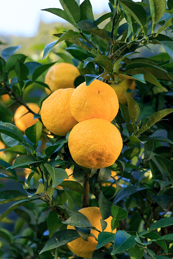 Close up of a ripe lemon on the tree with green background