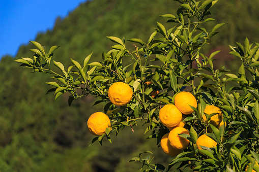 Yuzu: Citrus junos is a kind of Japanese citrus