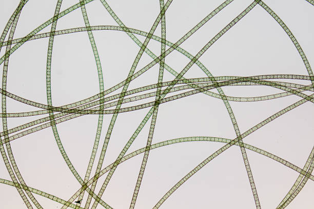 接合胞子嚢 写真のストックフォト