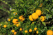 キト・ユズ:シトラスジュノは日本の柑橘類の一種です