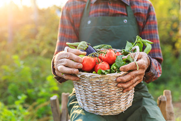 istock Farm worker sitting and holding basket with raw vegetables 619756868