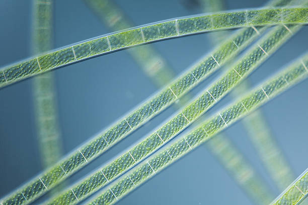 미세한 유기체 녹색 알게아 스피로기라 - micro organism 뉴스 사진 이미지