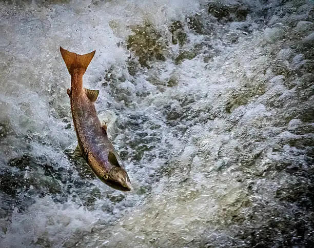 An atlantric salmon jumping up the weir on the river Svern in Shrewsbury.
