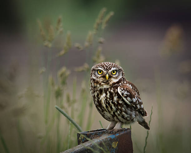 wild little owl sat on edge of farm  looking forward.