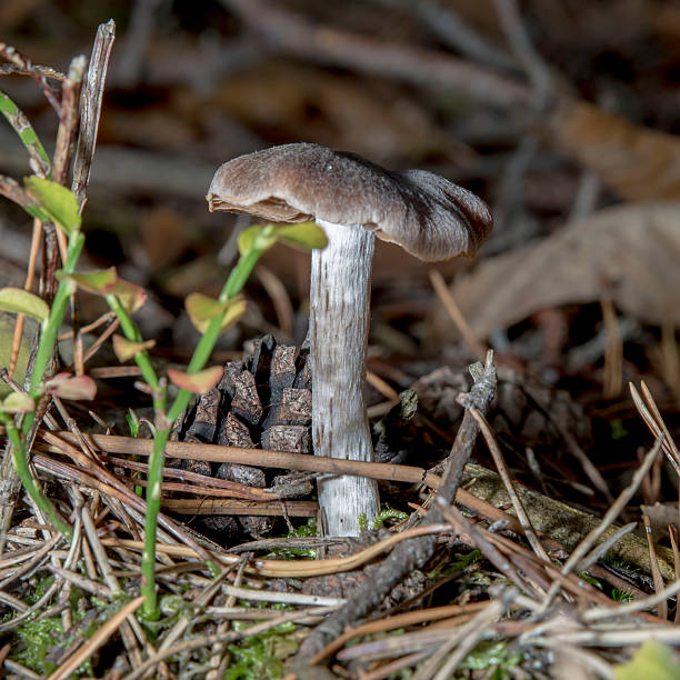 숲 단풍의 작은 텔라모니아 - 끈적버섯과 이미지 뉴스 사진 이미지