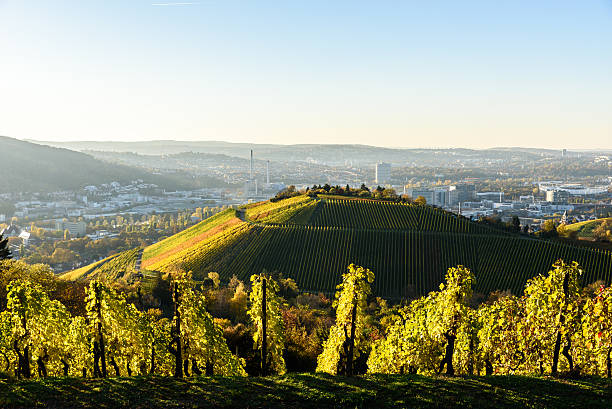 istock Vineyards at Stuttgart - beautiful wine region 619760762