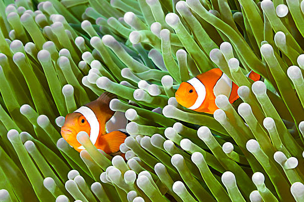 poisson-clown, amphiprion ocellaris, - tentacled sea anemone photos et images de collection