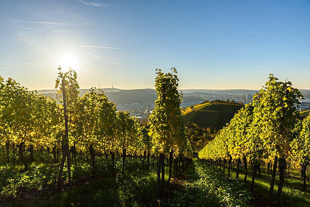 istock Vineyards at Stuttgart - beautiful wine region 619761352