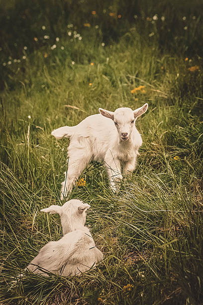 istock domestic goats outdoor 619761372