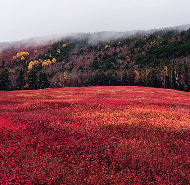 Field of Red